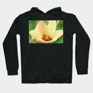 Tulipa clusiana  'Cynthia'  AGM  Lady tulip  Miscellaneous tulip Hoodie